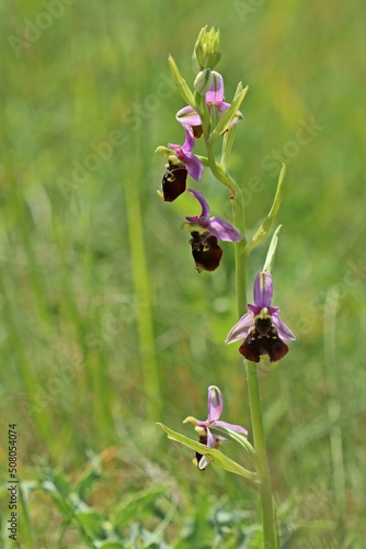 Photos Hummel-Ragwurz (Ophrys holoserica)