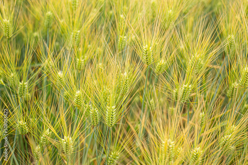 Green Barley Field for natural background