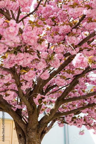 Fototapeta pink flowers on branches of blossoming cherry tree in park.