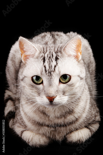 Grey striped cat on a black background