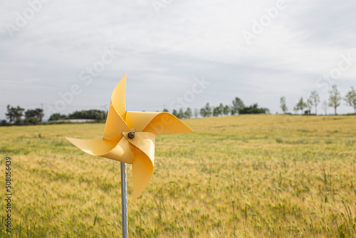 Green Barley Field for natural background