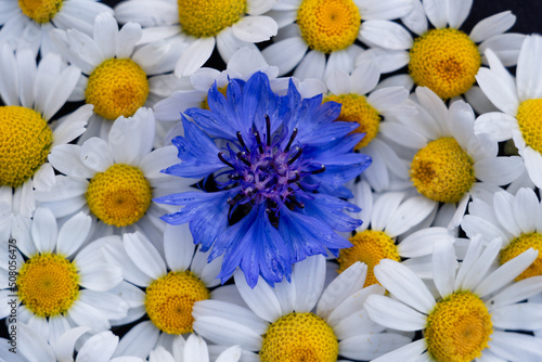 delicate daisies and cornflower  place for text  copy space