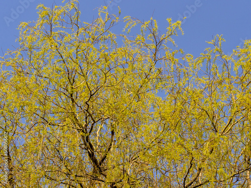 Early spring leaves on Black Willow trees at Arley hall, Cheshire, UK