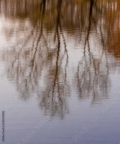 Abstract Reflections of winter trees in pond at Arley hall Cheshire, UK