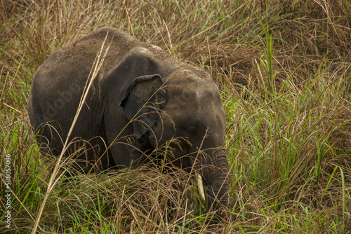 Φωτογραφία A wild juvenile tusker asiatic elephant at grassland selective focus