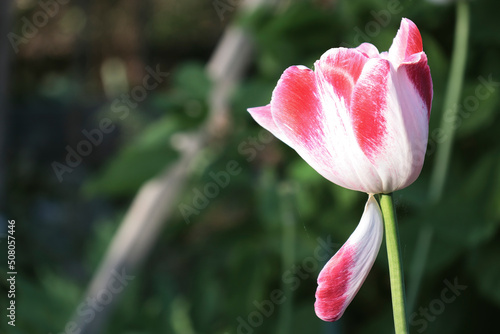 Close-up of the delicate bicolor Tulip flower against the natural backgroung © Татьяна Потапова