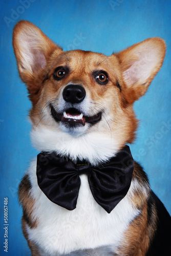 Welsh corgi portrait on a blue background