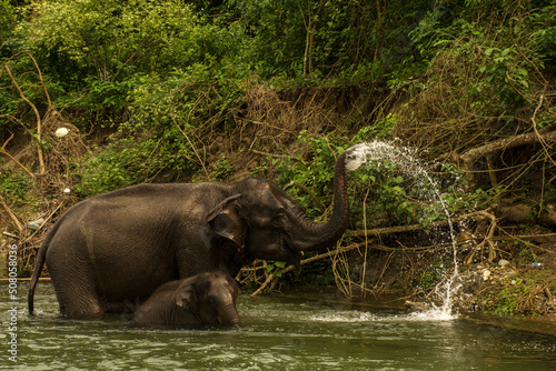 An mother elephant enjoying bath with her baby in river at Garumara National park, West Bengal, India..