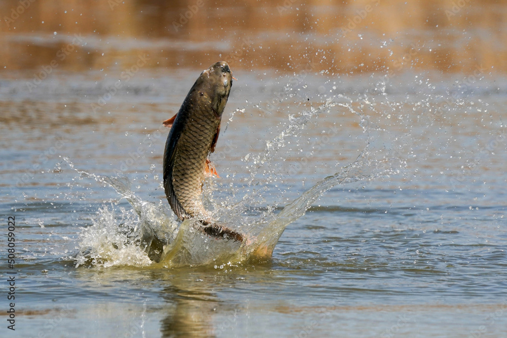 Fototapeta premium Carp Jumping - bugs