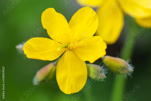 Bright yellow Celandine Poppy, on a green leafy background. Stylophorum diphyllum are beautiful wildflowers