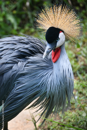 Closeup of a crowned crane at the Austin Roberts Bird Sanctuary