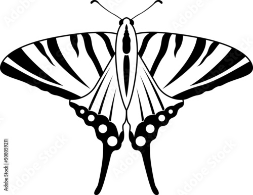 Stylized black and white swallowtail butterfly vector. photo