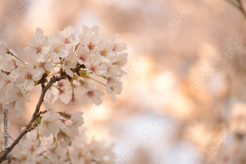 japan sakura cherry blossom flowers in spring season 