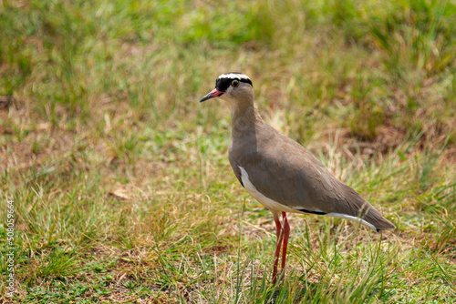 A crowned plover ( lapwing) in the Rietvlei Nature Reserve