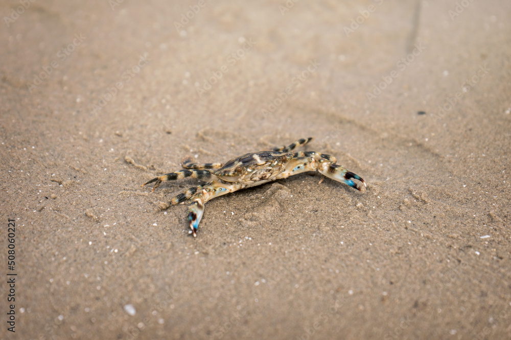Little crab threaten to fight with claws for self defense on wet beach. Little crab threaten to fight with claws for self defense on wet beach.