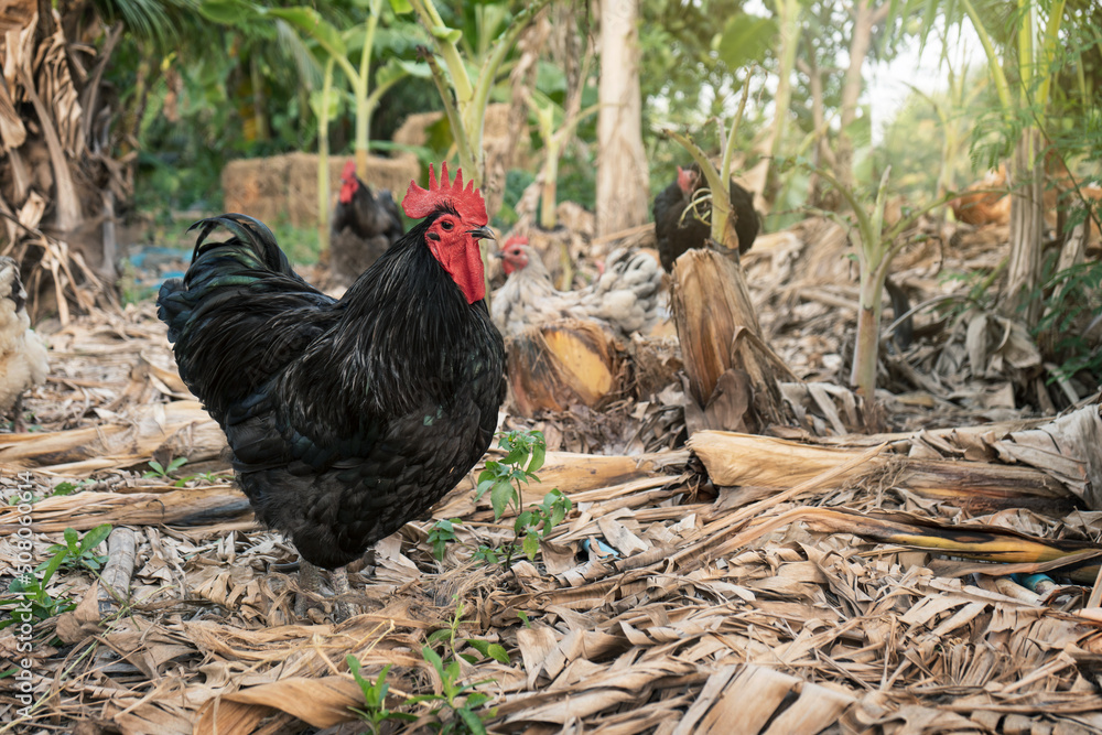 Φωτογραφία The happiness of a flock of chicken family in the banana plantation with a leader black australorp rooster in husbandry natural animal free range lifestyle farming garden organic in the backyard