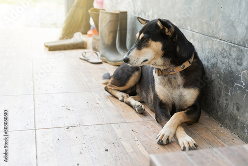 dog lying crouching with legs crossed on the tile in front of the house loft style.