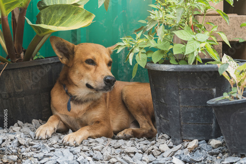 An orange dog rest on the cobbled ground in a backyard surrounded by potted plants. for avoid hot weather by instinct in summer. photo