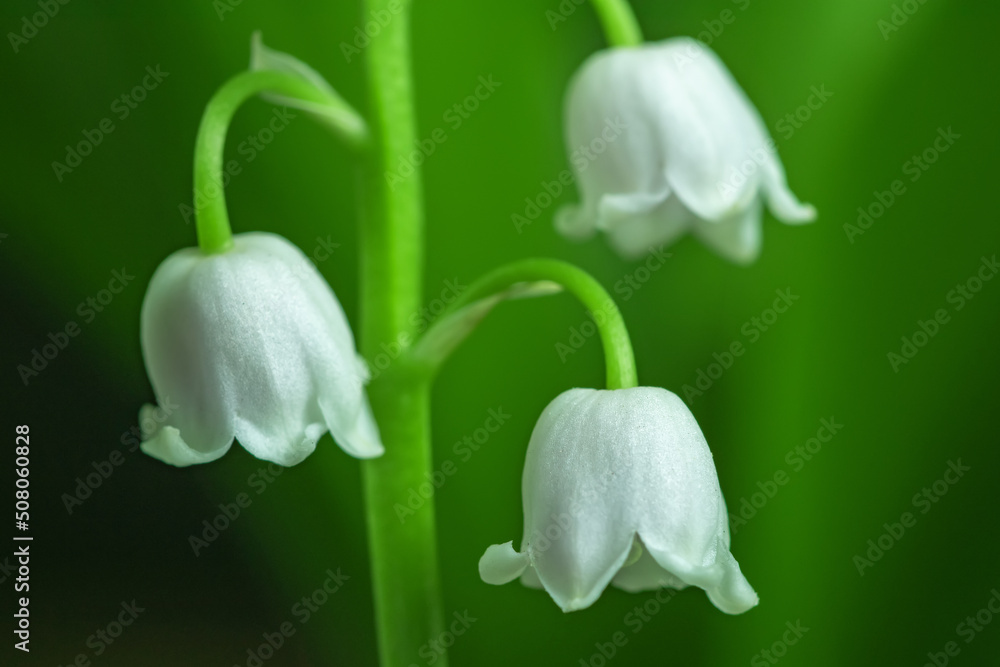 Spring flower lily of the valley. Lily of the valley. Flower Spring Sun White Green Background Horizontal. Spring flower lily of the valley. Lily of the valley. Flower Spring Sun White Green Background Horizontal.
