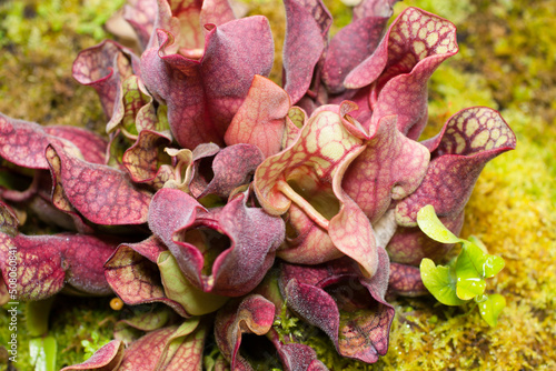 Sarracenia purpurea is a species of insectivorous plants in the family Sarraceniaceae. photo