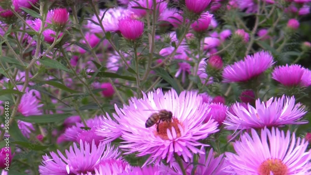 Pink Attraction in Summer Pink Attraction in Summer