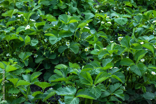 Wallpaper Mural Flower beds of strawberries. Farmer is watering strawberries in the field, agriculture concept. Torontodigital.ca