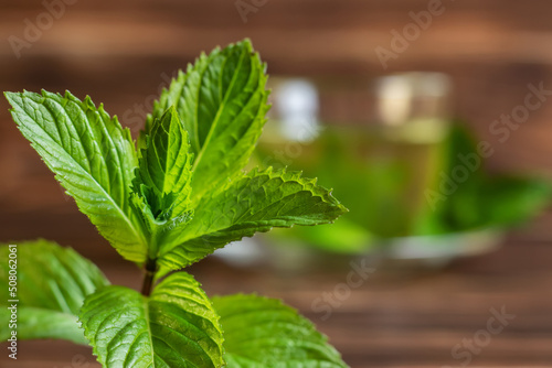 Fresh mint leaves on the wooden background and cup of tea with mint