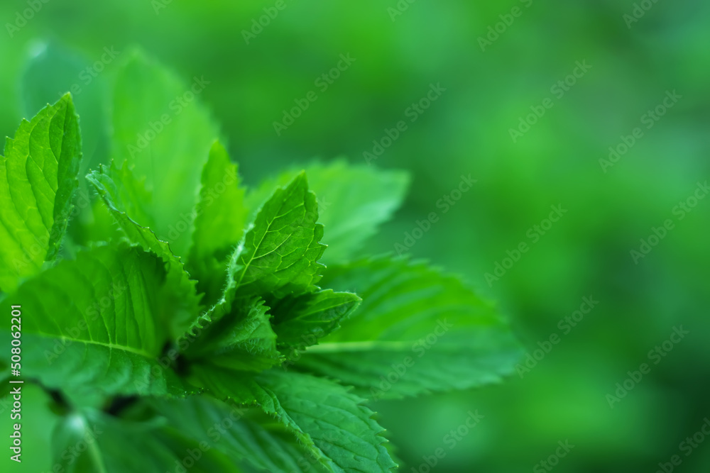 Fresh mint. Fresh mint leaves in the garden. Natural mint background Fresh mint. Fresh mint leaves in the garden. Natural mint background