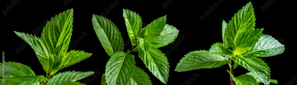 fresh mint leaf on black background. Collection fresh mint leaf on black background. Collection
