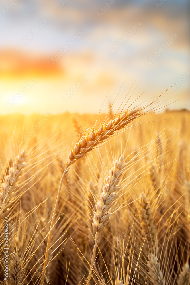 Ripe wheat field nature scenery in summer field. Agricultural scene at beautiful sunset.