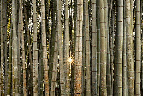 Bamboo forest in Batumi  Georgia