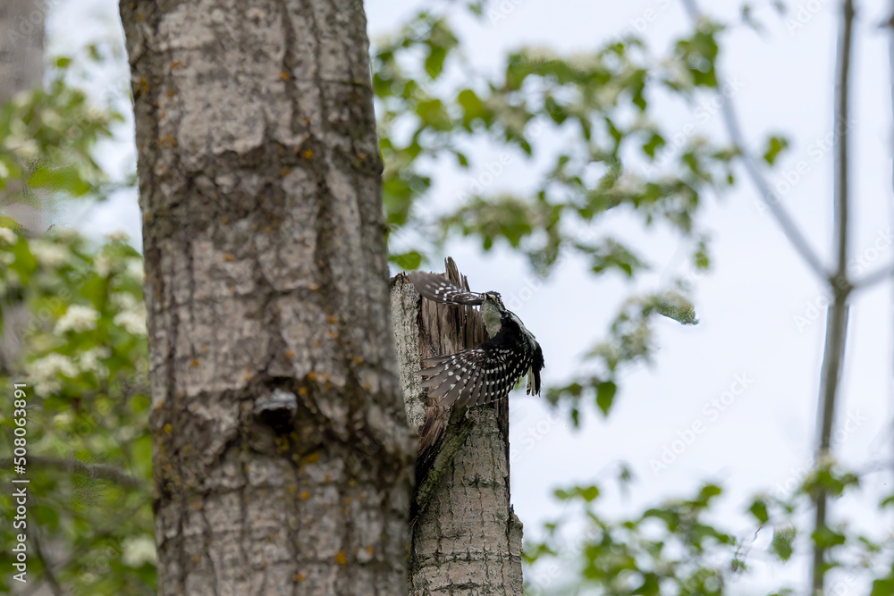 Fototapeta premium The hairy woodpecker (Leuconotopicus villosus). Natural scene from Wisconsin state park during nesting.
