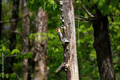 The red-belied woodpecker (Melanerpes carolinus) in the park.