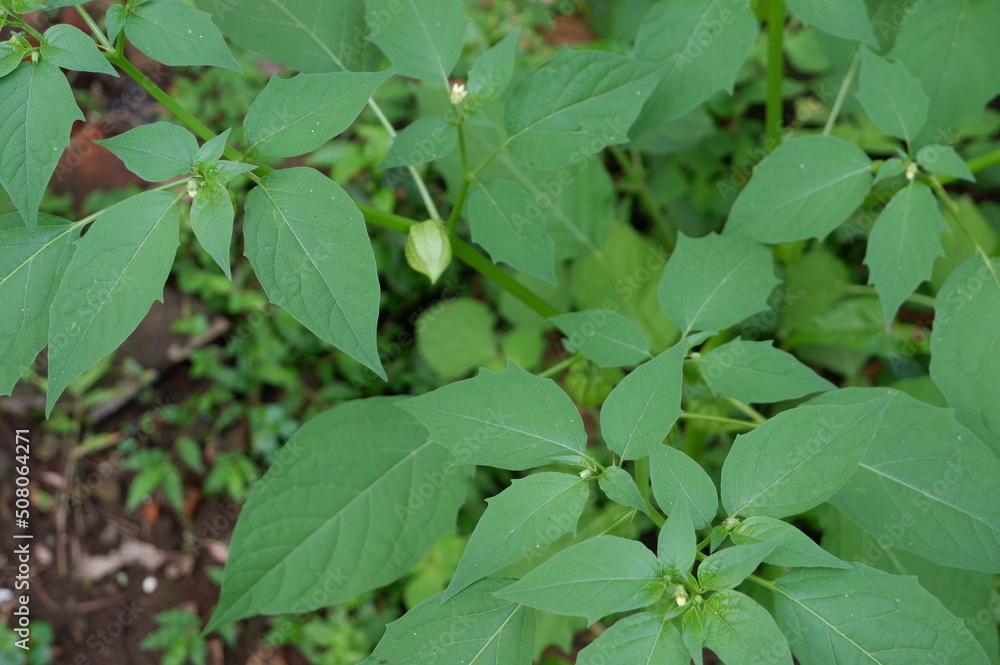 green leaves background, physalis plant or ceplukan in garden, tanaman cipulukan untuk obat herbal tradisional sebagai obat penyakit diabetes green leaves background, physalis plant or ceplukan in garden, tanaman cipulukan untuk obat herbal tradisional sebagai obat penyakit diabetes