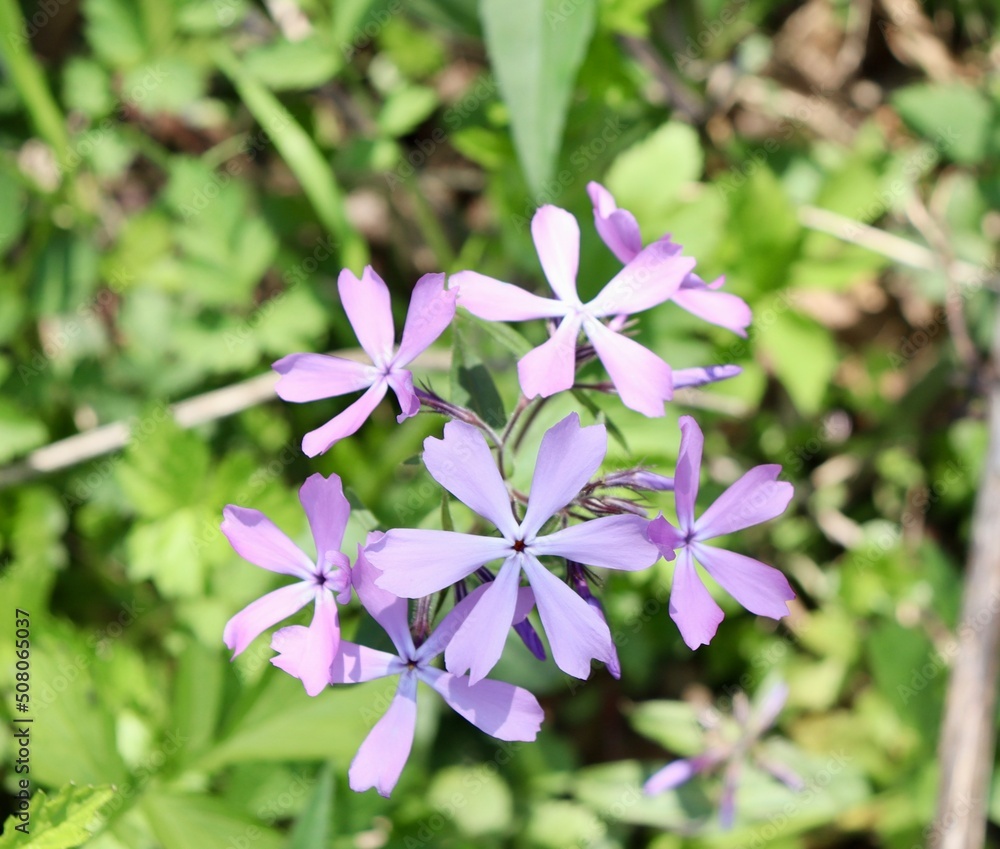 A close view of the small wildflowers on a spring day. A close view of the small wildflowers on a spring day.