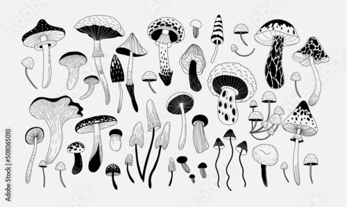 Set of various mystical mushrooms. Hippie magic boho wall art background. Psychedelic vector illustration. Magic and boho texture. Hand drawn style