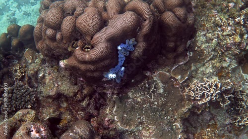 Spotted polka-dot nudibranch spotted on blue sponge on coral rubble near reefs. Black and white Jorunna funebris with black circular markings. Deep ocean wildlife. Underwater shot  photo