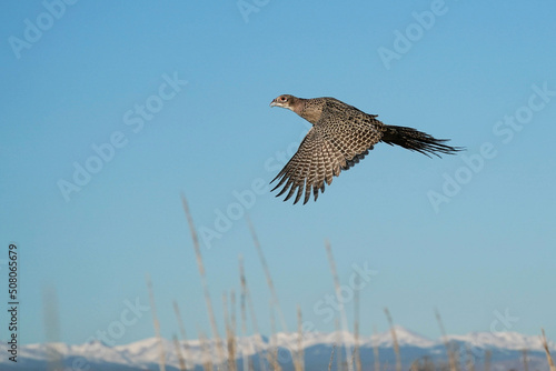 Ringed-neck Pheasant Hen - Flight
