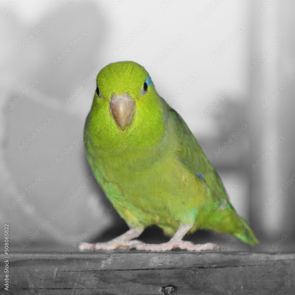 A green pacific parrotlet sitting on a wooden shelf. The background is made black and white so the green bird stands out
A green pacific parrotlet sitting on a wooden shelf. The background is made black and white so the green bird stands out