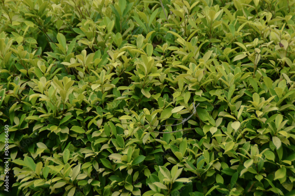 Close-up green bush. Selective focus and blurred. Close-up green bush. Selective focus and blurred.