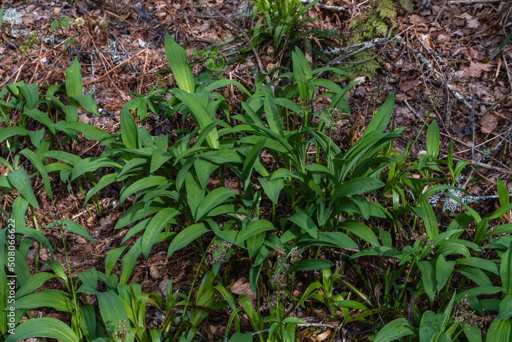 Bear’s garlic fresh green leaves Bear’s garlic fresh green leaves