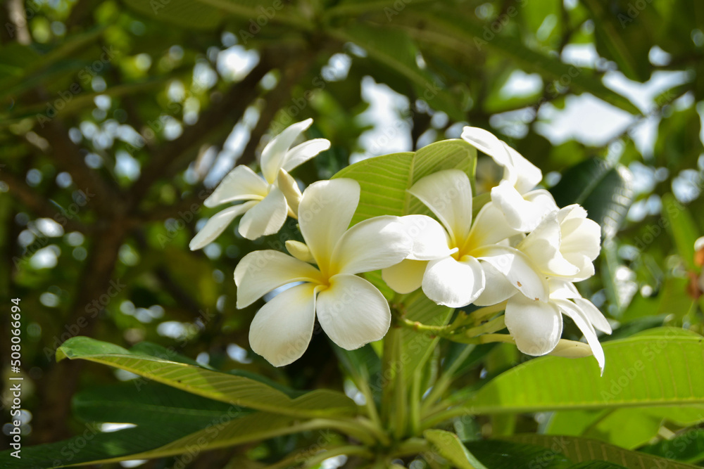Close-up the white desert rose blooming on the tree. Close-up the white desert rose blooming on the tree.