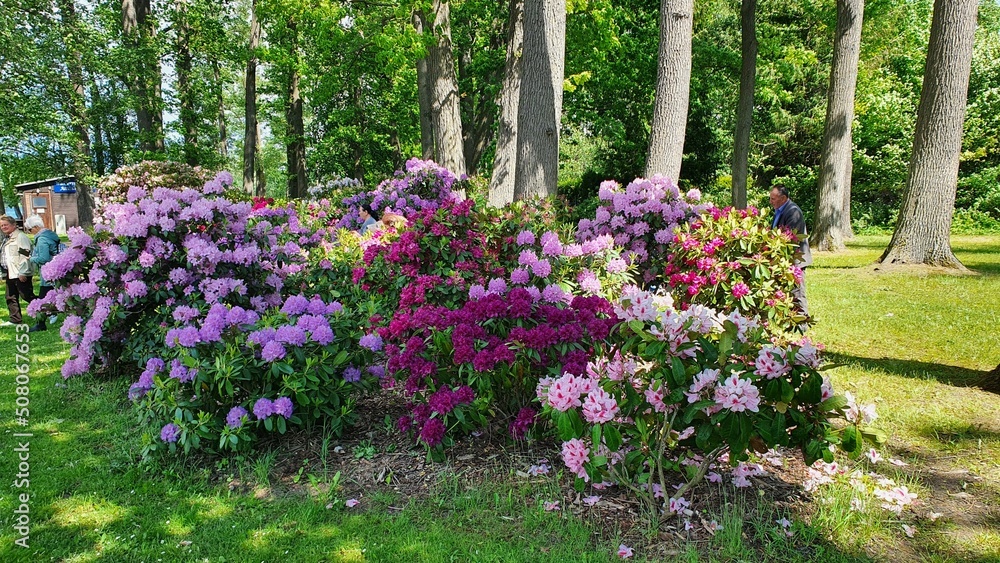 Blütenpracht Rhododendron