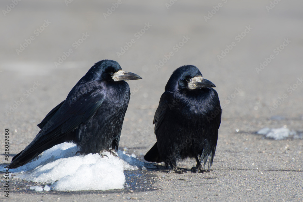 Two black crows in the snow. The end of winter, the arrival of spring. Two black crows in the snow. The end of winter, the arrival of spring.