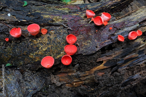 red Mashrooms growing on Wooden inforest, photo
