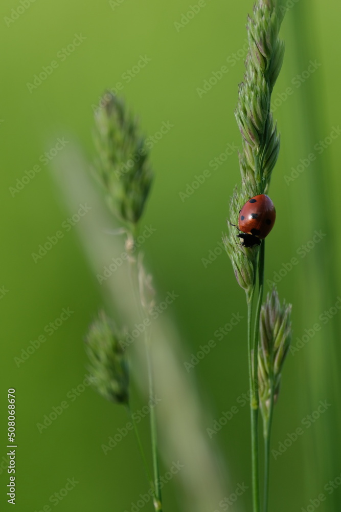Fototapeta premium Ladybug on plant in nature, cute tiny red beetle