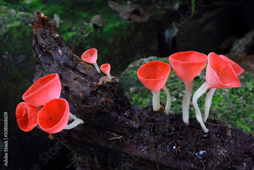 red Mashrooms growing on Wooden inforest, photo