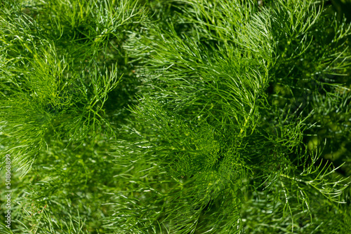 Green branches of the plant. Abstraction. Natural natural background.