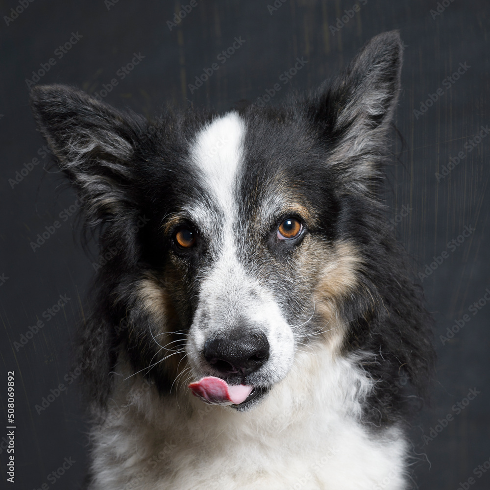 Porträt eines Schäferhund Mischling Porträt eines Schäferhund Mischling
