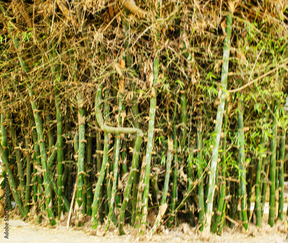 Bamboo trees in the garden